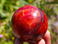 Polished Carnelian Agate Gemstone Spheres x 6 From Madagascar