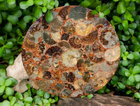 Hand Made Ammonite Conglomerate Display Plaques x 2 From Mahajanga, Madagascar