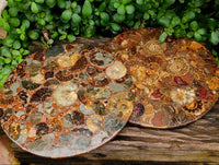 Hand Made Ammonite Conglomerate Display Plaques x 2 From Mahajanga, Madagascar