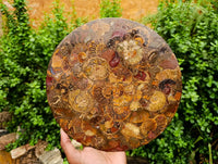 Hand Made Ammonite Conglomerate Display Plaques x 2 From Mahajanga, Madagascar