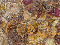 Hand Made Ammonite Conglomerate Display Plaques x 2 From Mahajanga, Madagascar