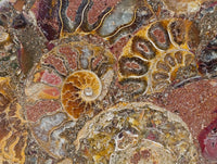 Hand Made Ammonite Conglomerate Display Plaques x 2 From Mahajanga, Madagascar