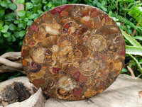 Hand Made Ammonite Conglomerate Display Plaques x 2 From Mahajanga, Madagascar