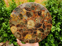 Hand Made Ammonite Conglomerate Display Plaques x 2 From Mahajanga, Madagascar