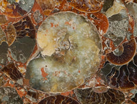 Hand Made Ammonite Conglomerate Display Plaques x 2 From Mahajanga, Madagascar