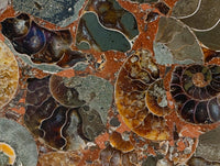 Hand Made Ammonite Conglomerate Display Plaques x 2 From Mahajanga, Madagascar