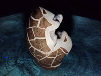 Polished Septerye Sauvage "Dragons Egg" Geode Standing Free Form x 1 From Mahajanga, Madagascar