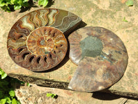 Polished Cleoniceras Ammonite Fossil Pair x 1 From Tulear, Madagascar