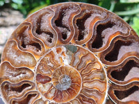 Polished Cleoniceras Ammonite Fossil Pair x 1 From Tulear, Madagascar