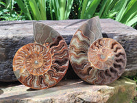 Polished Cleoniceras Ammonite Fossil Pair x 1 From Tulear, Madagascar