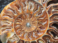 Polished Cleoniceras Ammonite Fossil Pair x 1 From Tulear, Madagascar