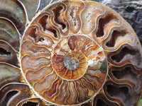 Polished Cleoniceras Ammonite Fossil Pair x 1 From Tulear, Madagascar