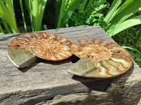 Polished Cleoniceras Ammonite Fossil Pair x 1 From Tulear, Madagascar