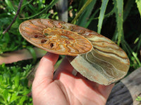 Polished Cleoniceras Ammonite Fossil Pair x 1 From Tulear, Madagascar