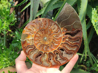 Polished Cleoniceras Ammonite Fossil Pair x 1 From Tulear, Madagascar