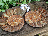 Polished Cleoniceras Ammonite Fossil Pair x 1 From Tulear, Madagascar