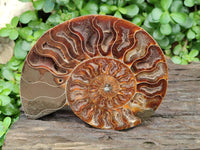 Polished Cleoniceras Ammonite Fossil Pair x 1 From Tulear, Madagascar
