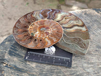 Polished Cleoniceras Ammonite Fossil Pair x 1 From Tulear, Madagascar