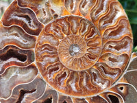 Polished Cleoniceras Ammonite Fossil Pair x 1 From Tulear, Madagascar