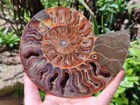 Polished Cleoniceras Ammonite Fossil Pair x 1 From Tulear, Madagascar