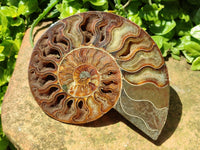 Polished Cleoniceras Ammonite Fossil Pair x 1 From Tulear, Madagascar
