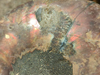 Polished Cleoniceras Ammonite Fossil Pair x 1 From Tulear, Madagascar