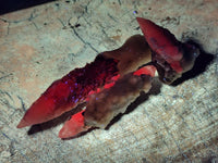Natural Drusy Quartz Coated Spearhead Calcite Specimens x 35 From Albert's Mountain, Lesotho