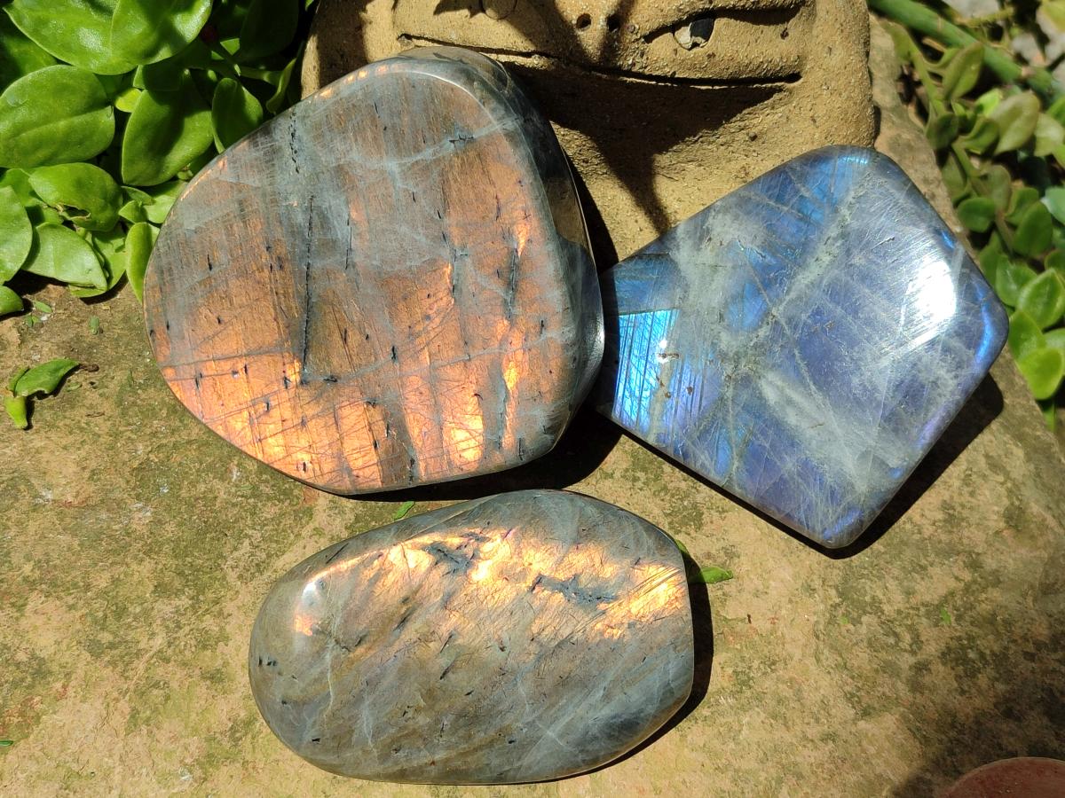 Polished Labradorite Standing Free Forms x 3 From Madagascar