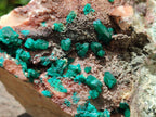 Natural Large Dioptase Specimen x 1 From Kaokoveld Namibia