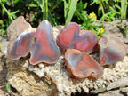 Polished Red Shashe River Agate Nodules x 48 From Shashe River, Zimbabwe
