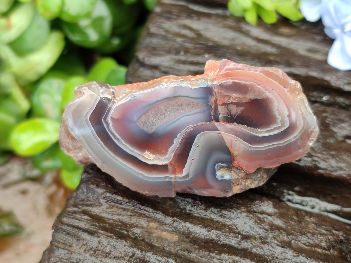 Polished Red Shashe River Agate Nodules x 48 From Shashe River, Zimbabwe