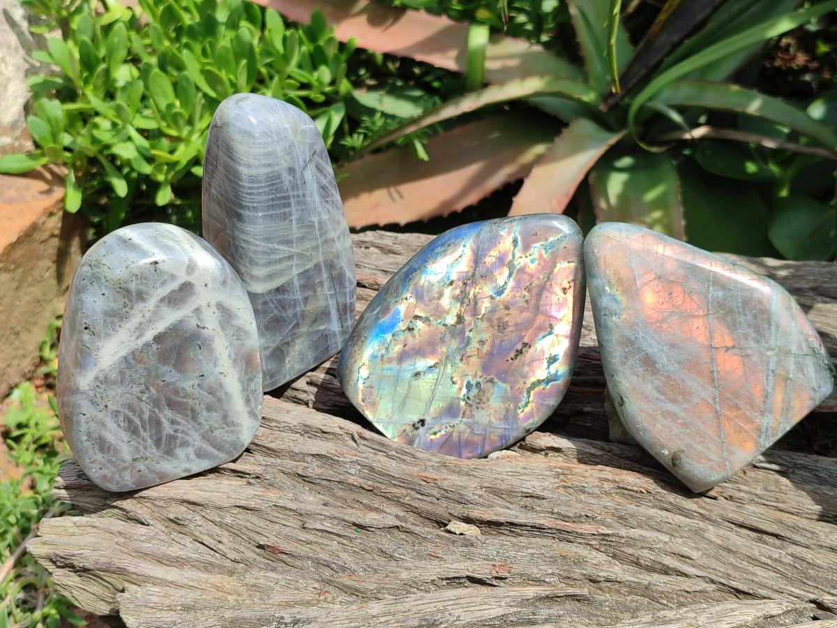 Polished Rare Purple Sunset Flash Labradorite Standing Free Forms x 4 From Madagascar