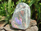 Polished Rare Purple Sunset Flash Labradorite Standing Free Forms x 4 From Madagascar