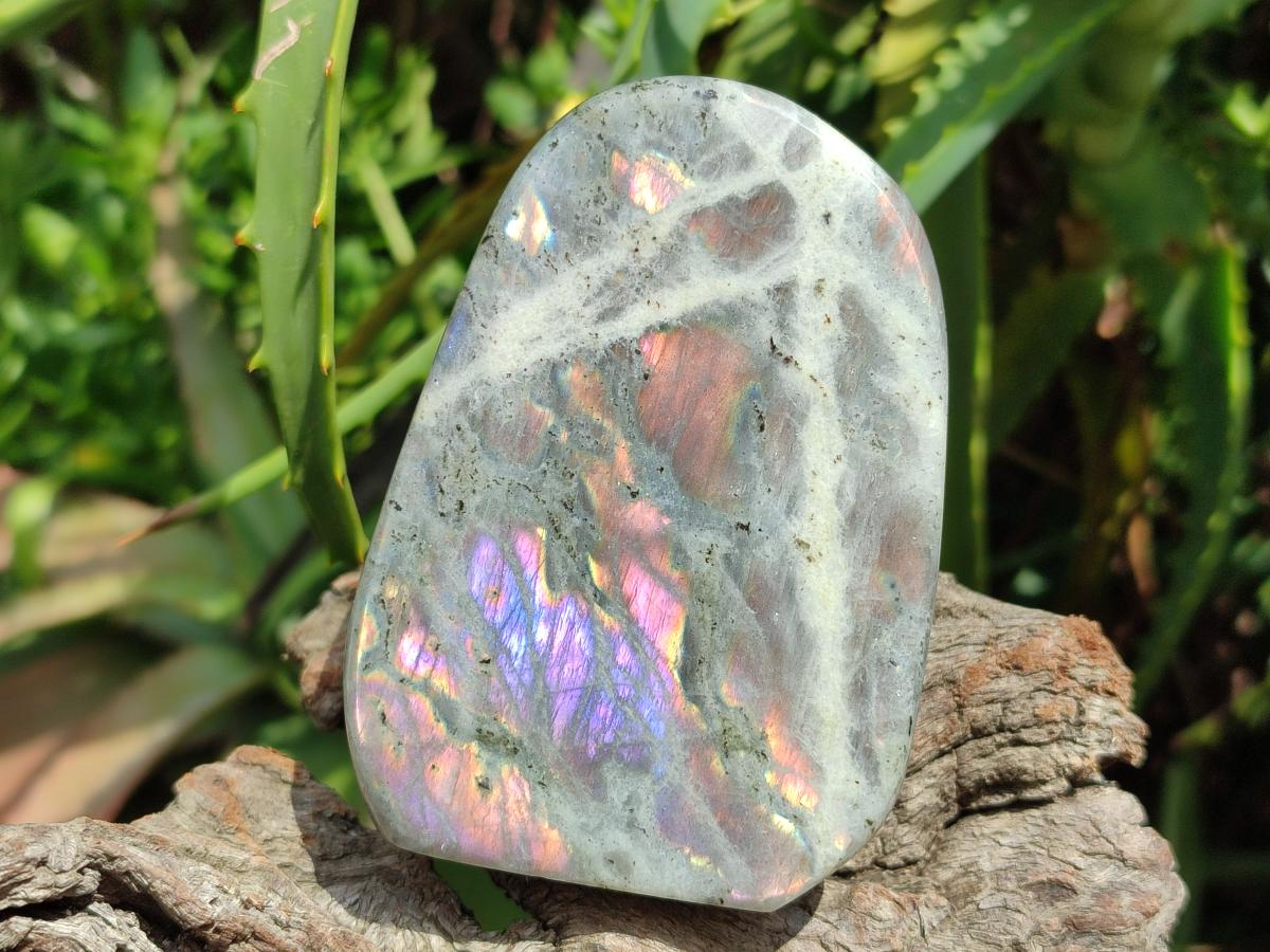 Polished Rare Purple Sunset Flash Labradorite Standing Free Forms x 4 From Madagascar