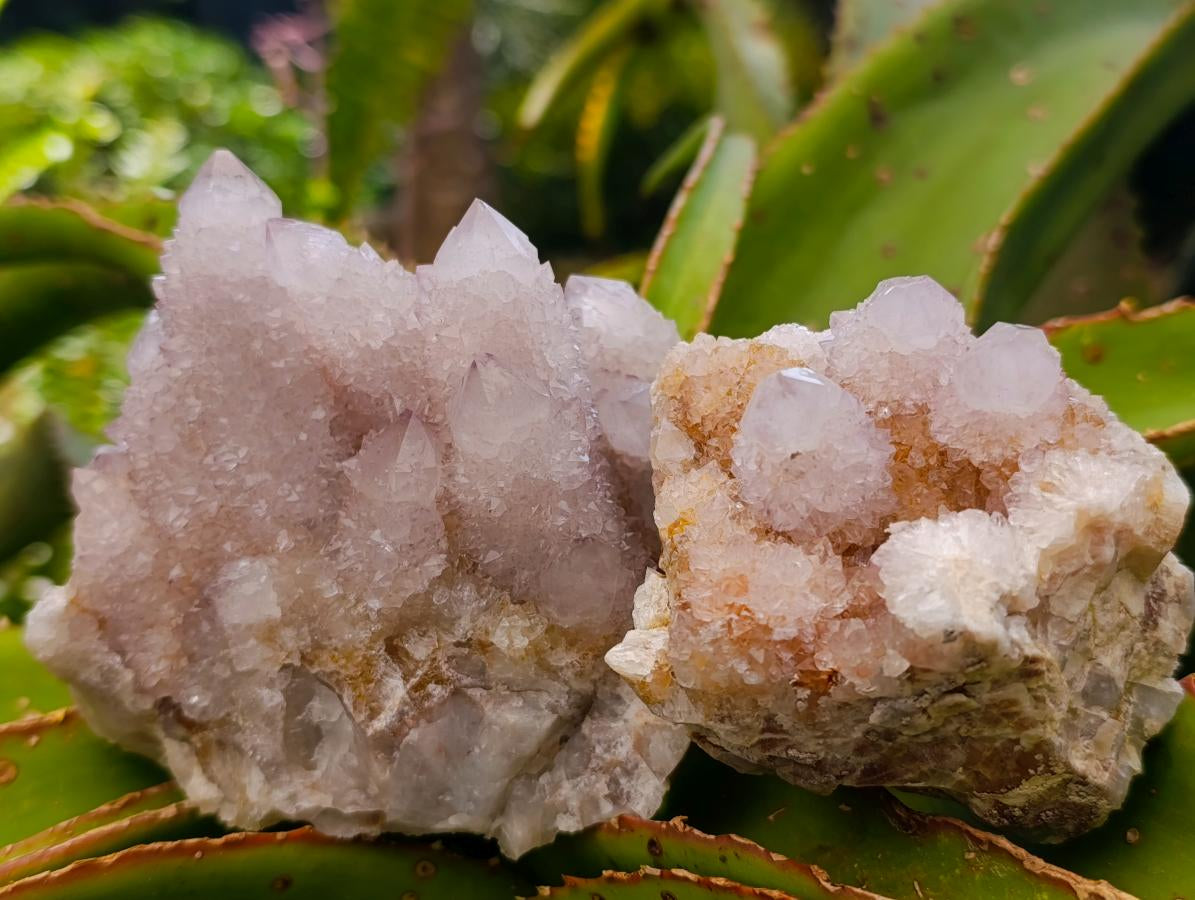 Natural Lilac Amethyst Spirit Clusters x 4 From Boekenhouthoek, South Africa