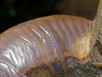Polished Cleoniceras Ammonite Fossil Pair x 1 From Tulear, Madagascar