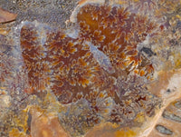 Polished Cleoniceras Ammonite Fossil Pair x 1 From Tulear, Madagascar