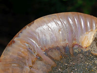 Polished Cleoniceras Ammonite Fossil Pair x 1 From Tulear, Madagascar