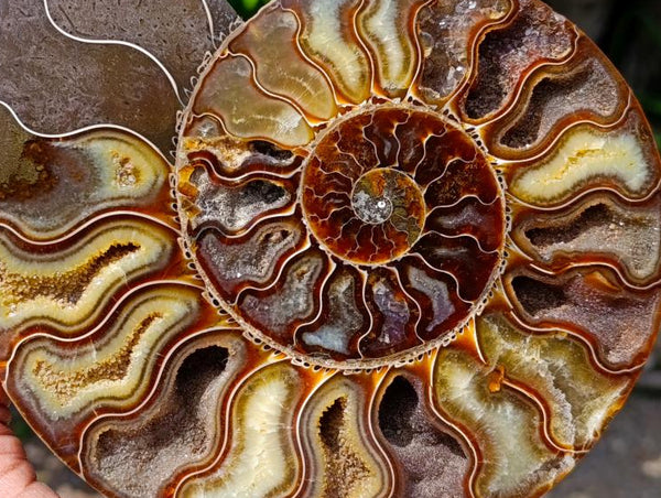 Polished Cleoniceras Ammonite Fossil Pair x 1 From Tulear, Madagascar