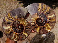 Polished Cleoniceras Ammonite Fossil Pair x 1 From Tulear, Madagascar
