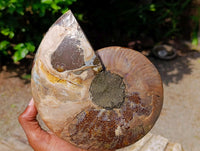 Polished Cleoniceras Ammonite Fossil Pair x 1 From Tulear, Madagascar