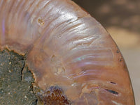 Polished Cleoniceras Ammonite Fossil Pair x 1 From Tulear, Madagascar