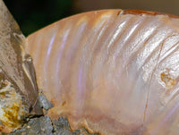 Polished Cleoniceras Ammonite Fossil Pair x 1 From Tulear, Madagascar