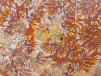 Polished Cleoniceras Ammonite Fossil Pair x 1 From Tulear, Madagascar