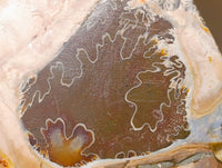 Polished Cleoniceras Ammonite Fossil Pair x 1 From Tulear, Madagascar