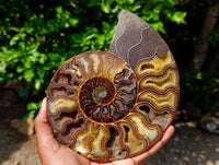 Polished Cleoniceras Ammonite Fossil Pair x 1 From Tulear, Madagascar