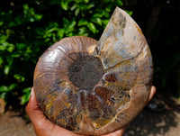 Polished Cleoniceras Ammonite Fossil Pair x 1 From Tulear, Madagascar