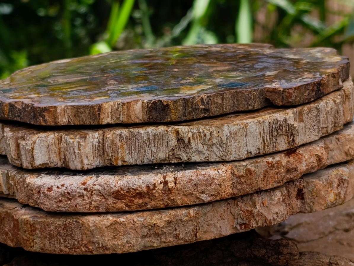 Polished Red Podocarpus Petrified Wood Slices x 4 From Mahajanga, Madagascar