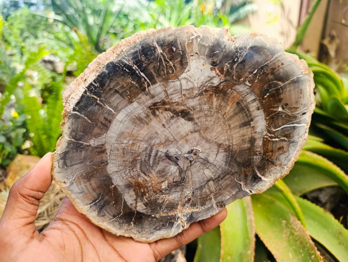 Polished Red Podocarpus Petrified Wood Slices x 4 From Mahajanga, Madagascar