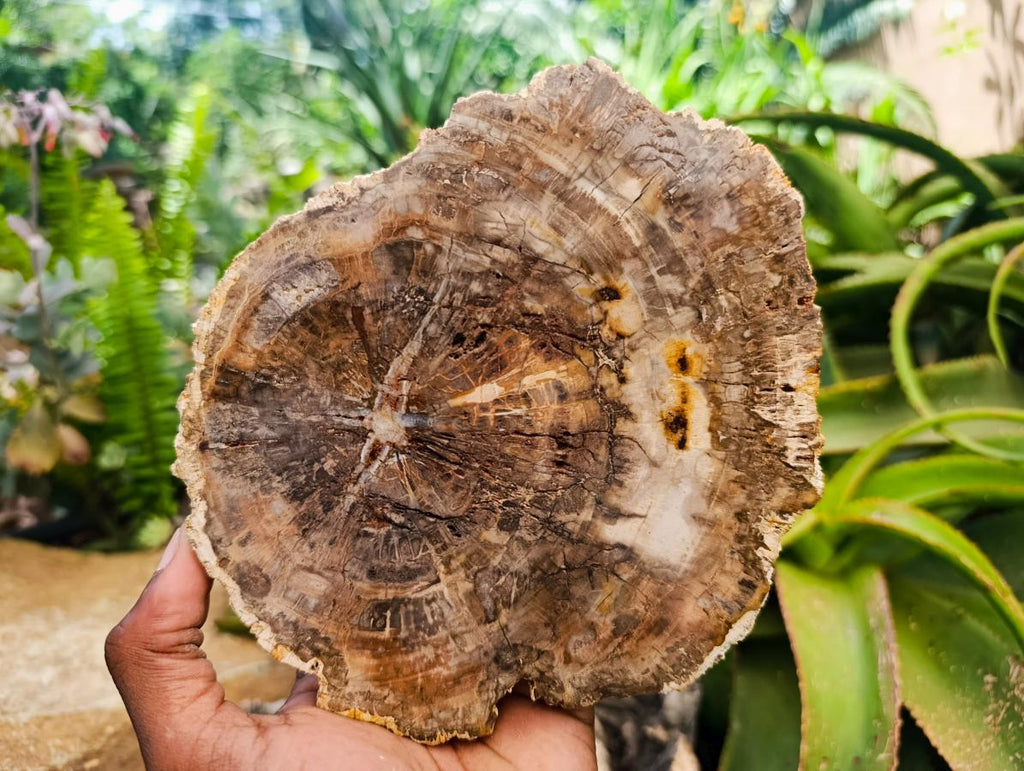 Polished Red Podocarpus Petrified Wood Slices x 4 From Mahajanga, Madagascar